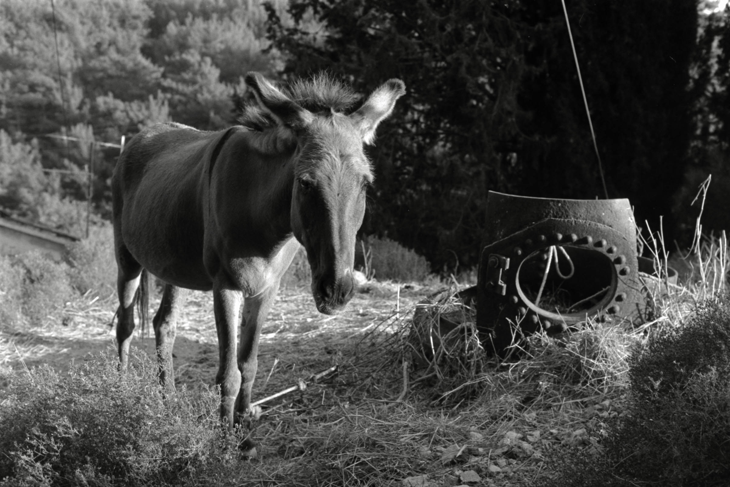 AHP F1991 09 001 sc250507 img22 NLP